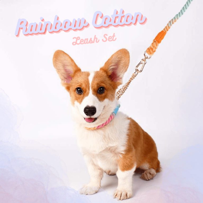 corgi-tongue-out-in-rainbow-cotton-dog-leash-and-harness