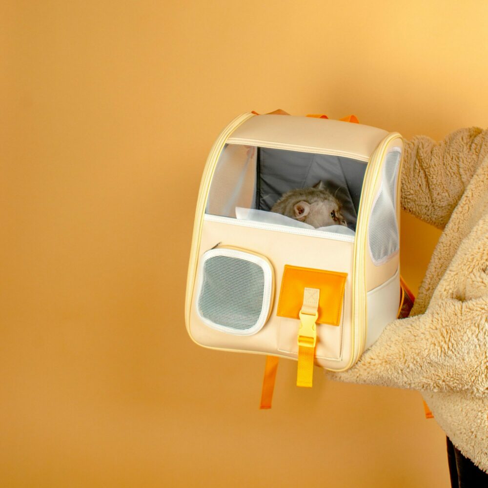 cat sitting in creamy mimosa pet carrier