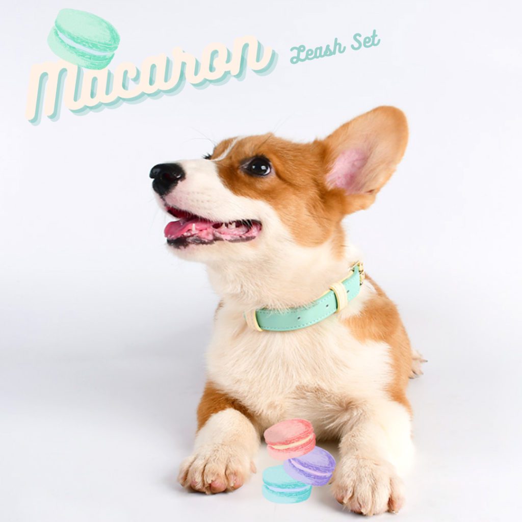 Corgi-in-macaron-dog-collar-leash-set