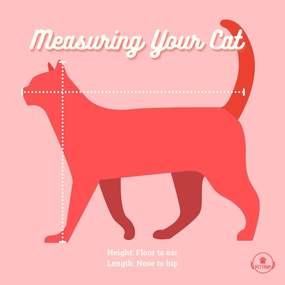 how to measure your cat to choose the best cat carrier