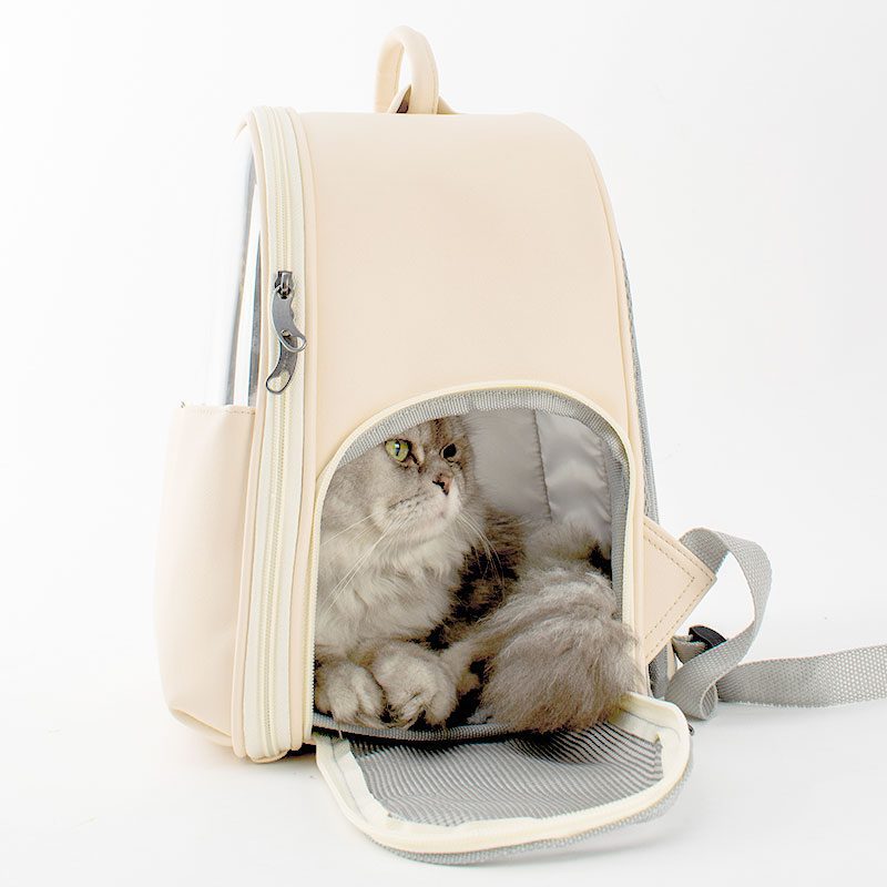 cat in pet carrier white background
