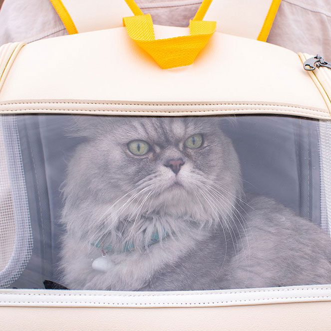 cute kitty looking out from creamy mimosa pet carrier