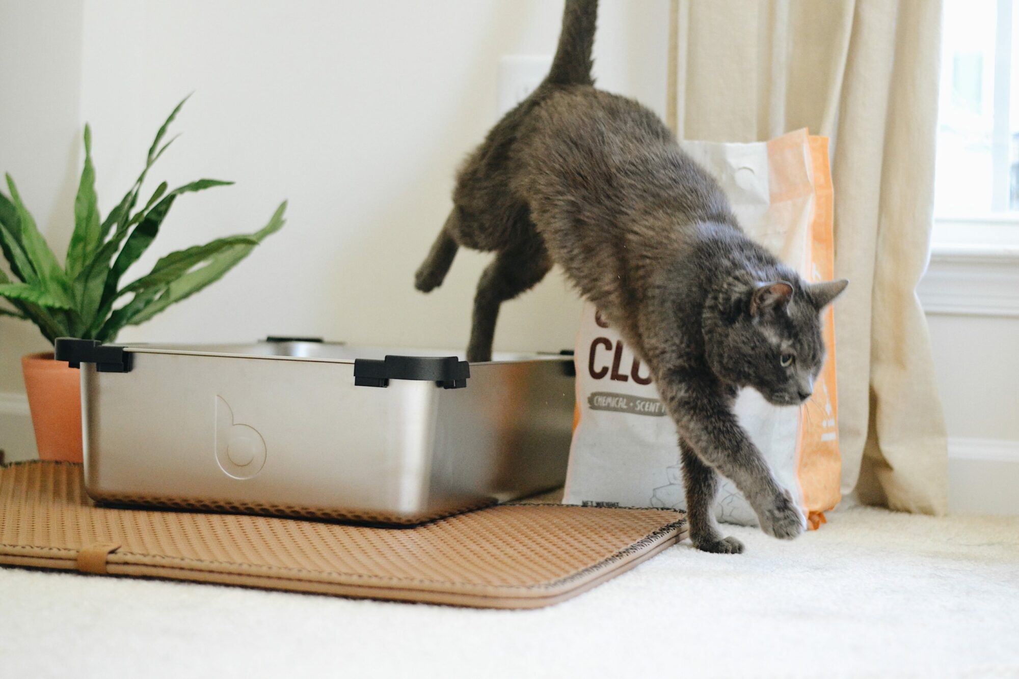 grey cat jumping out of new litter box