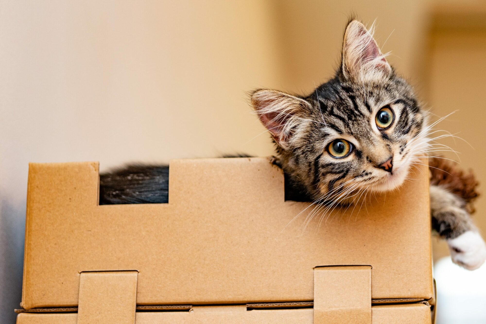 cute kitten sitting in cardboard box