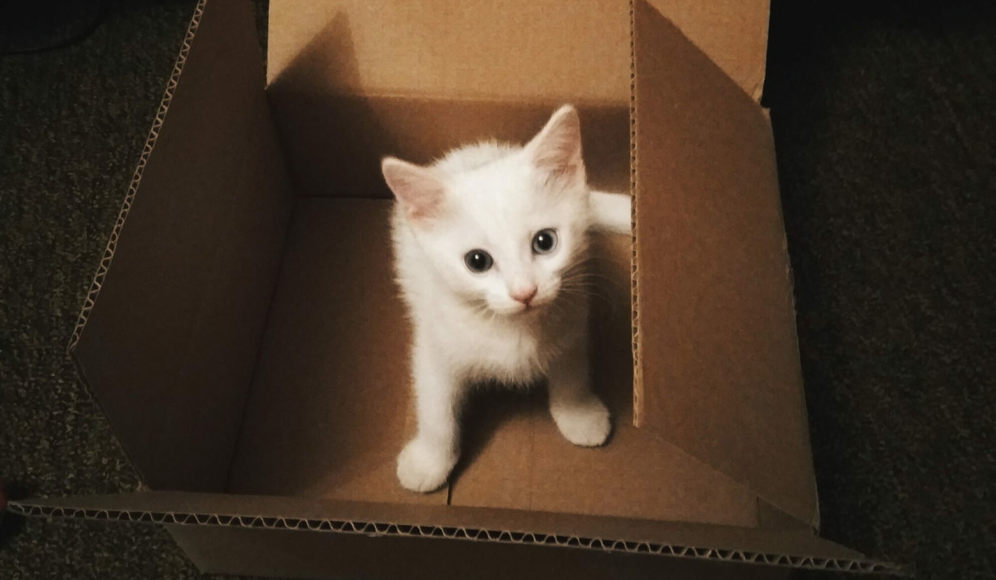 cute white kitten inside cardboard box